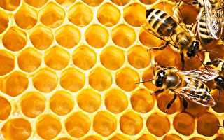 西澳麥盧卡蜂蜜首批產品上市