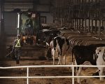 中国多地现“倒奶杀牛” 奶农：牧场月亏几十万