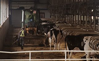 中國多地現「倒奶殺牛」 奶農：牧場月虧幾十萬