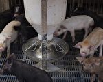 抗衡美国转购俄国猪肉 疑非洲猪瘟散播源头