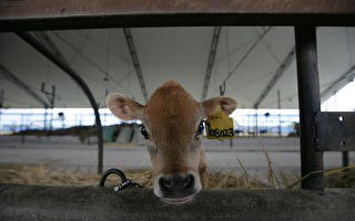 新疆内蒙古出现牛O型口蹄疫疫情