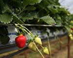 退休校长种草莓 完全不用化肥 却收获满满