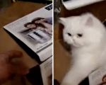 猫猫打“地鼠”：小子不要再抠纸箱啦！
