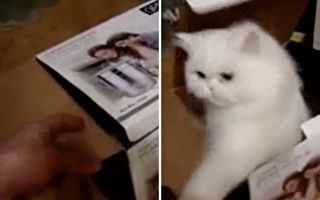 猫猫打“地鼠”：小子不要再抠纸箱啦！