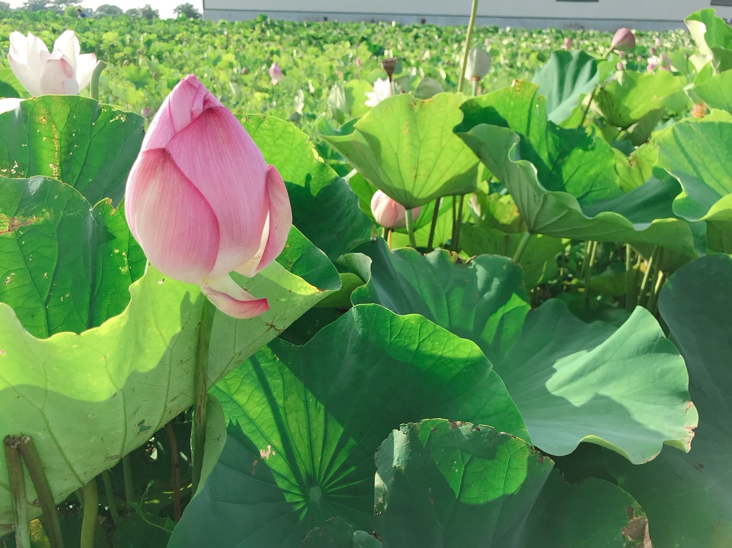 大王莲奇幻漂流炎夏赏荷心自凉 莲花 大纪元