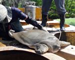 保育動物遭棄養  豐樂公園清淤發現「鼋」
