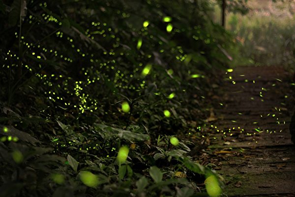 感受黑暗中的燦爛，天上繁星閃爍，草叢間螢光飄移。(pixabay)