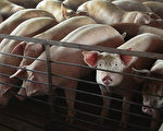 猪瘟蔓延民众不敢吃猪肉 江苏猪肉卖不动
