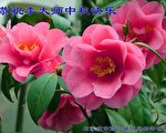 中秋之際 大陸民眾讚李洪志大師恩澤四方