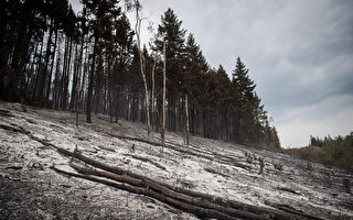 2018年8月23日，在卑诗Fort Fraser附近被Shovel Lake山火烧毁的林地。（加通社）