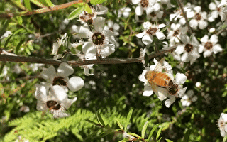 Manuka蜂蜜陷商标纠纷 澳生产商吁政府介入
