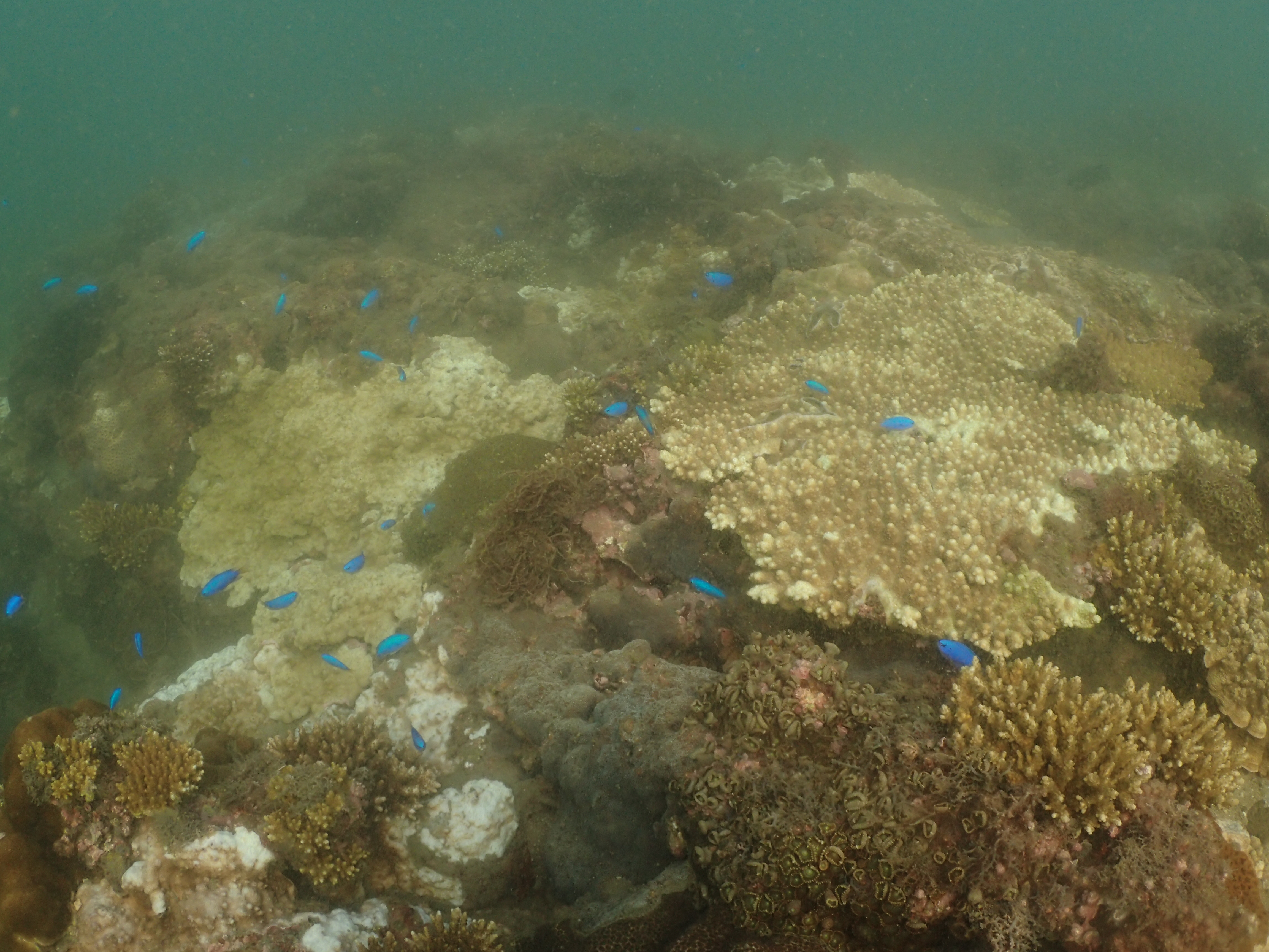 野柳国圣埔域史上首见大规模珊瑚白化 台湾 北海岸 大纪元