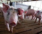 沈阳刚解除猪瘟封锁 辽宁营口又现新疫情