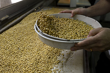 这次台美双方签署采购意向书，台湾未来两年内预计再进口320万至390万吨的大豆。图为大豆示意图。