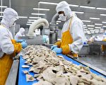 猪瘟蔓延下 深圳发现大量无证猪肉来源不明
