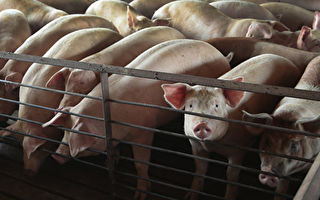 中国新型猪流感可传人？台疾管署回应