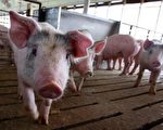 非洲猪瘟蔓延8省 吉林首爆疫情