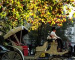 紐約市馬車上下乘客地點  將限制在中央公園內