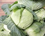 9月甘藍種植請農友分批減種  避免集中收穫