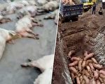 陈思敏：中共高层部署防疫凸显非洲猪瘟严重性
