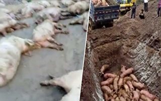 猪瘟从哪来中俄互推 俄限制进口中国饲料