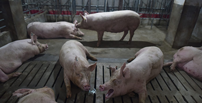 大陆猪价暴跌 第二大猪企上半年亏损逾10亿