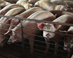 辽宁非洲猪瘟扩大 病死猪被曝1只卖300元