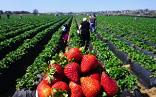 摘草莓季节开始啦 多伦多近郊很多农场开放