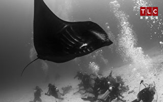 《水下三十米》向世界介绍台湾梦幻潜水点