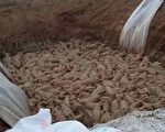 大陆猪瘟蔓延 处置生猪现场视频传出