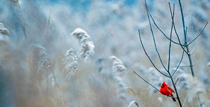 西藏、川西高原将有大暴雪 成都也降温