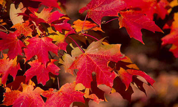 新泽西周末好去处 10月日 21日 大纪元