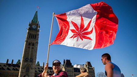 加拿大大麻合法化在即，大麻對身體的影響越來越受關注。圖為反對者將大麻印在國旗上，以示抗議。（法新社）
