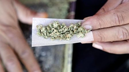 加拿大大麻合法化在即，大麻对身体的影响越来越受关注。图为大麻。（加通社）