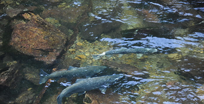 喜忧参半 加拿大河流将迎破纪录粉红鲑鱼洄游