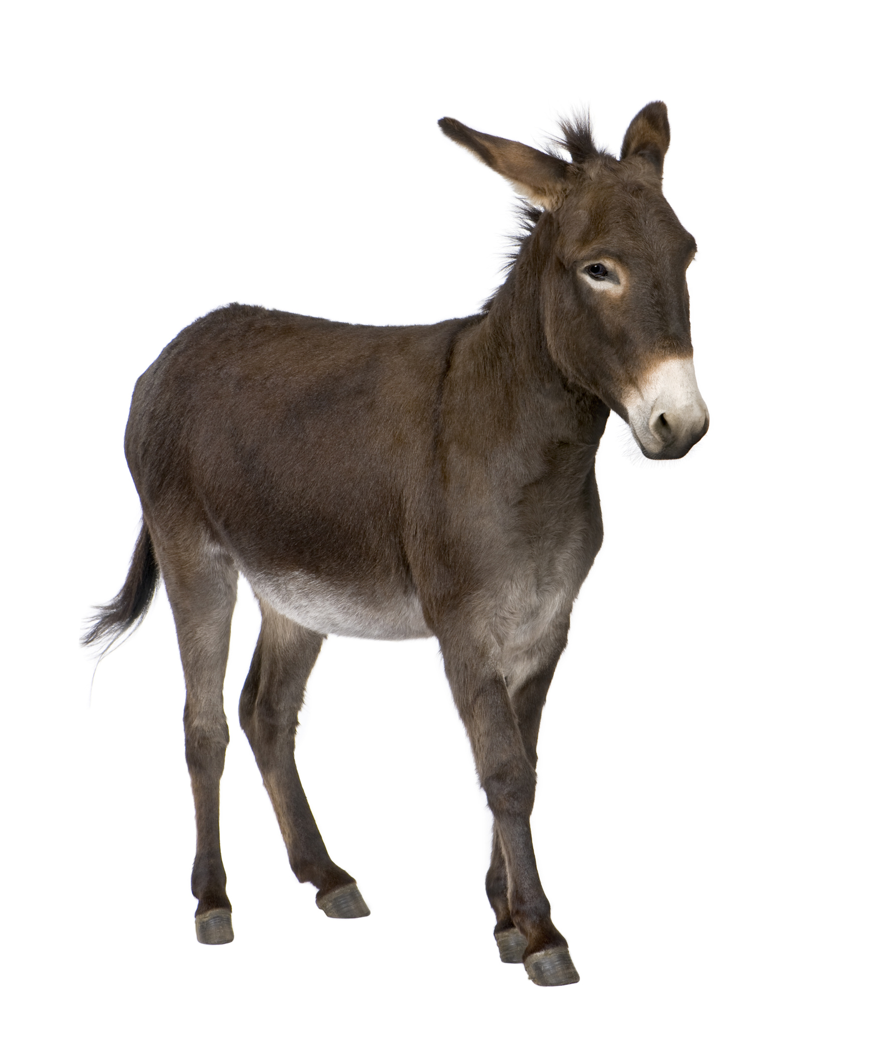 Donkey history and some interesting facts