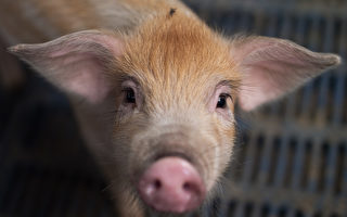 非洲豬瘟蔓延到南方 廣東禁止運輸生豬
