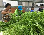 布袋乐龄祖孙情 新塭水耕庆丰收