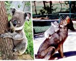 金毛猎犬驼着无尾熊宝宝充当褓姆 主人捧腹