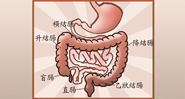 在大腸的幾個部分裡，直腸這個地方最容易出現癌症。（談古論今話中醫提供）