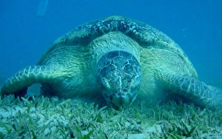 不小心鑽進塑膠桶 海龜龜殼被卡住多年