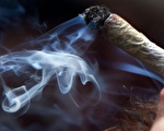 大麻合法化 加拿大舉國成試驗場