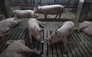 非洲猪瘟继续蔓延 中共官员承认疫情难控