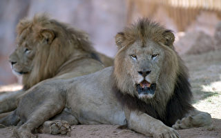 3名男子走向15隻饑餓獅子 搶走其嘴邊食物