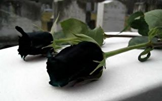 土耳其罕見黑玫瑰 既神秘又悲傷