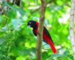 组图：台湾阿里山生态之美 鸟类缤纷多彩