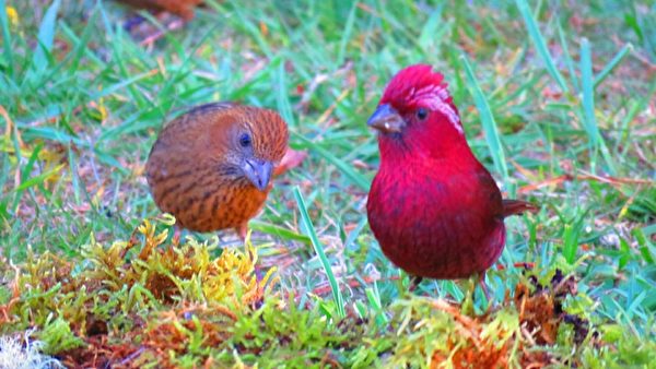 組圖：台灣阿里山生態之美 賞鳥與動物共舞