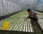 多功能紙漿穴盤 替農民省時間