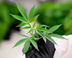 大麻惹禍 加拿大商人終身不得入境美國