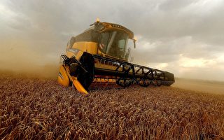对澳洲大麦做反倾销调查 中共被疑政治报复